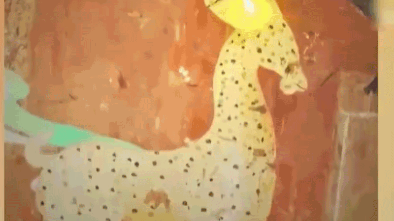 在全新技術支持下，敦煌莫高窟實現(xiàn)了窟內(nèi)文物窟外看的新體驗。