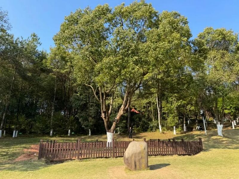 習(xí)近平同志為福建省長汀縣水土保持科教園捐種的香樟樹。圖源：學(xué)習(xí)時報