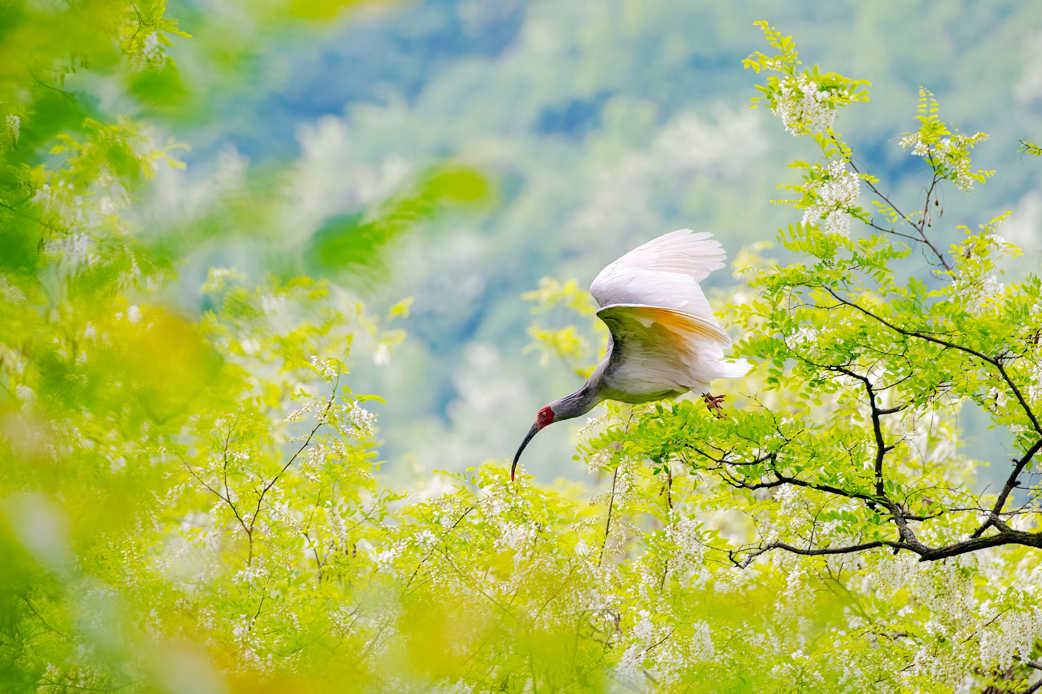 2024年5月2日，一只秦嶺以北野放朱鹮在陜西省銅川市耀州區(qū)沮河上游洋槐林中飛翔。