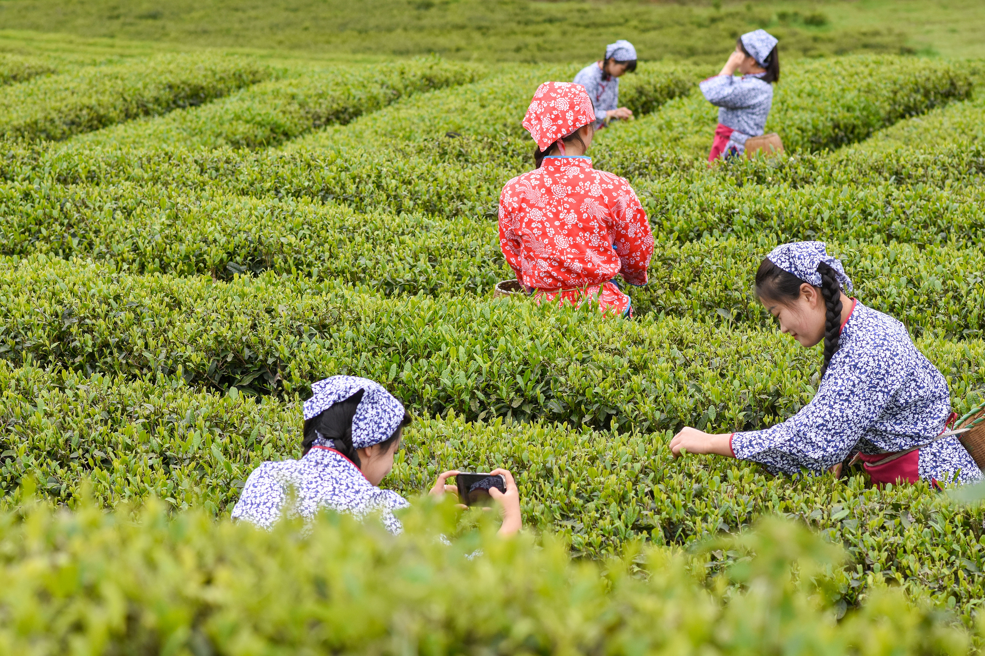 2023年4月6日，游客在貴州省銅仁市江口縣怒溪鎮(zhèn)駱象村生態(tài)茶園體驗采茶樂趣。