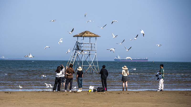 2024年5月12日，河北秦皇島，北戴河鴿子窩公園成群海鷗在天空中自由翱翔，與大海、藍天構成了一幅美麗的畫卷。