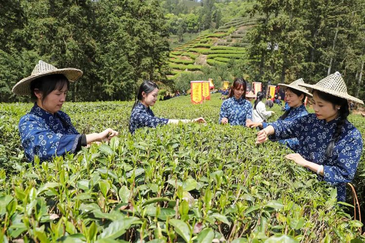 2025年4月13日，福建武夷山市星村鎮(zhèn)朝陽(yáng)村茶農(nóng)在生態(tài)茶園展示采茶。新華社發(fā)（邱汝泉 攝）
