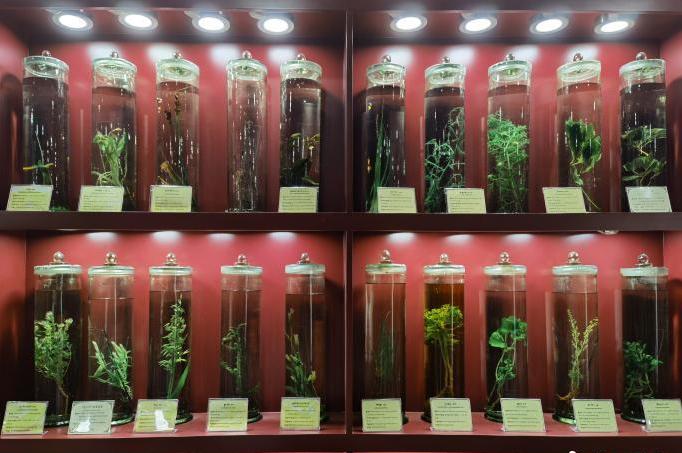 圖為藏藥藥材標(biāo)本。??張海? ?.jpg