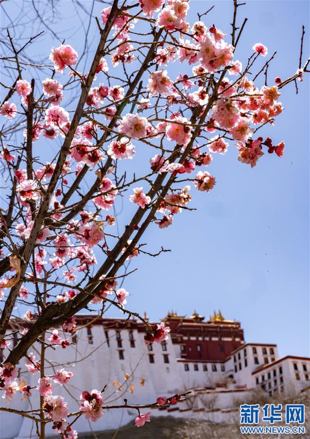 (社會)(1)春到拉薩