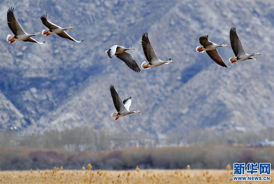 (環(huán)境)(8)拉薩春光美