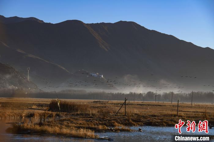 圖為拉薩市林周縣境內(nèi)飛翔的候鳥?！∝暩聛?lái)松 攝
