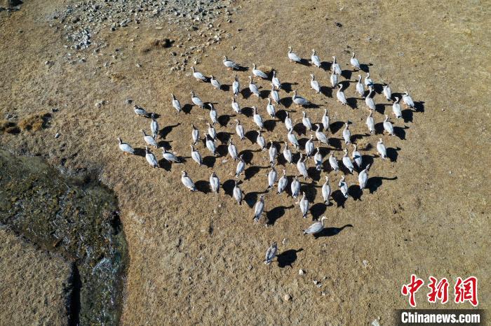 圖為拉薩市林周縣境內(nèi)越冬的候鳥。　貢嘎來(lái)松 攝