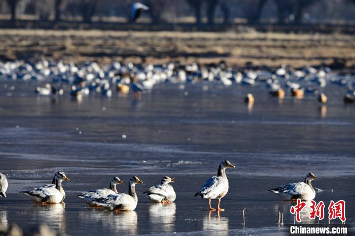 圖為拉薩市林周縣境內(nèi)越冬的候鳥。　貢嘎來(lái)松 攝