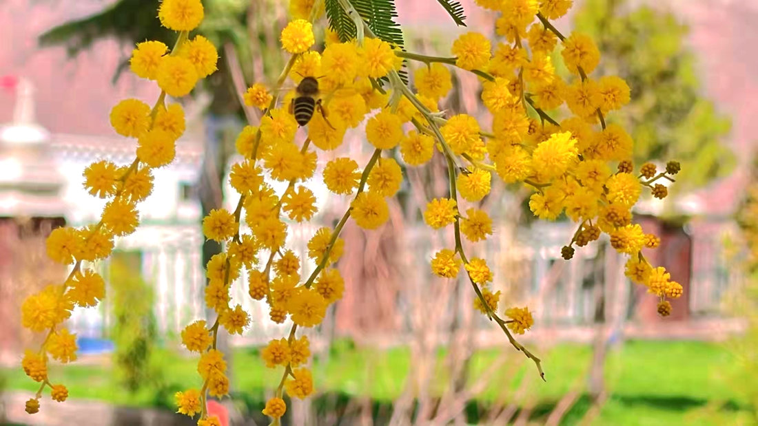 蜜蜂吮吸著金合歡花蕊里的蜂蜜。