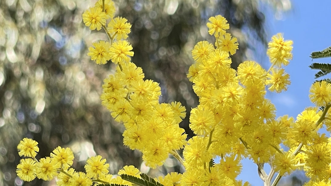 金光燦燦的金合花。