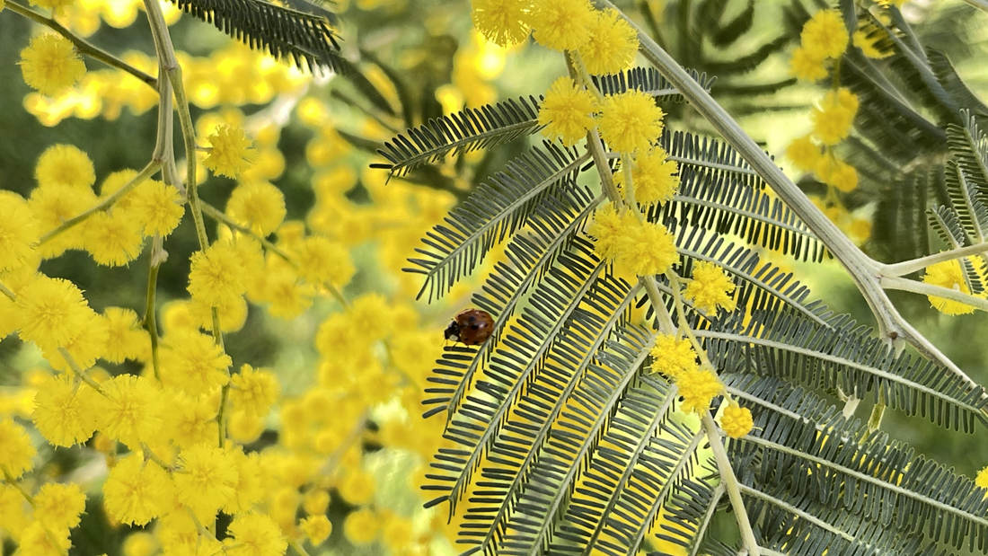 七星瓢蟲在金合歡葉子上嬉戲。