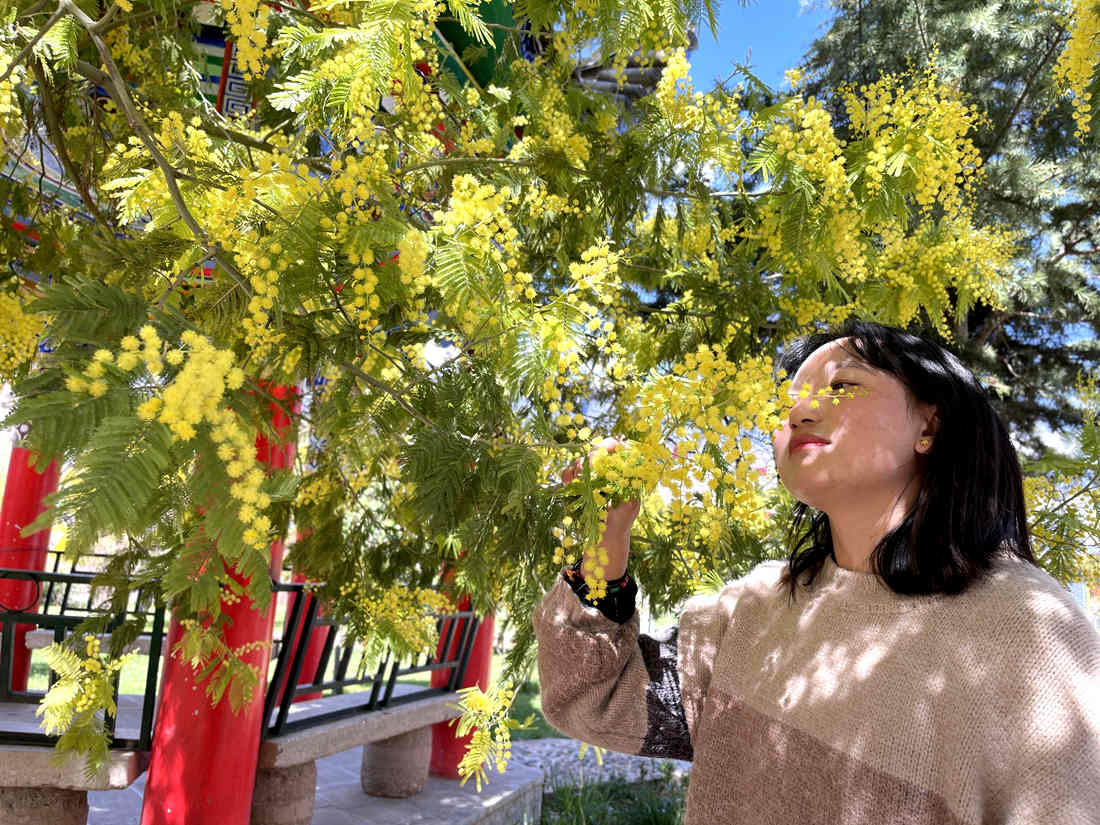 游客仔細(xì)觀賞黃絨絨的金合歡花。