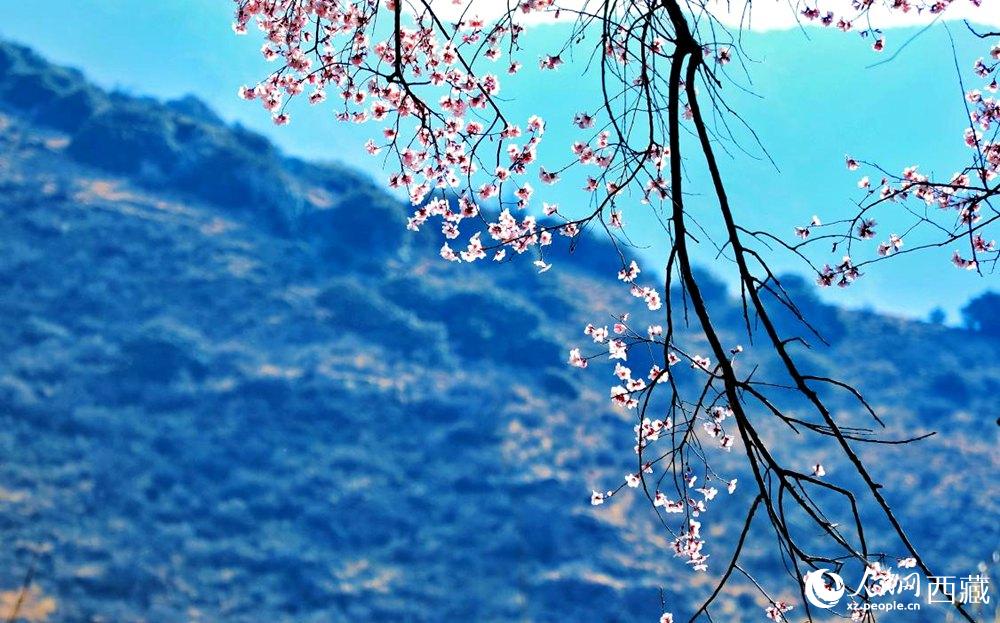 清麗的桃花。人民網(wǎng) 李海霞攝