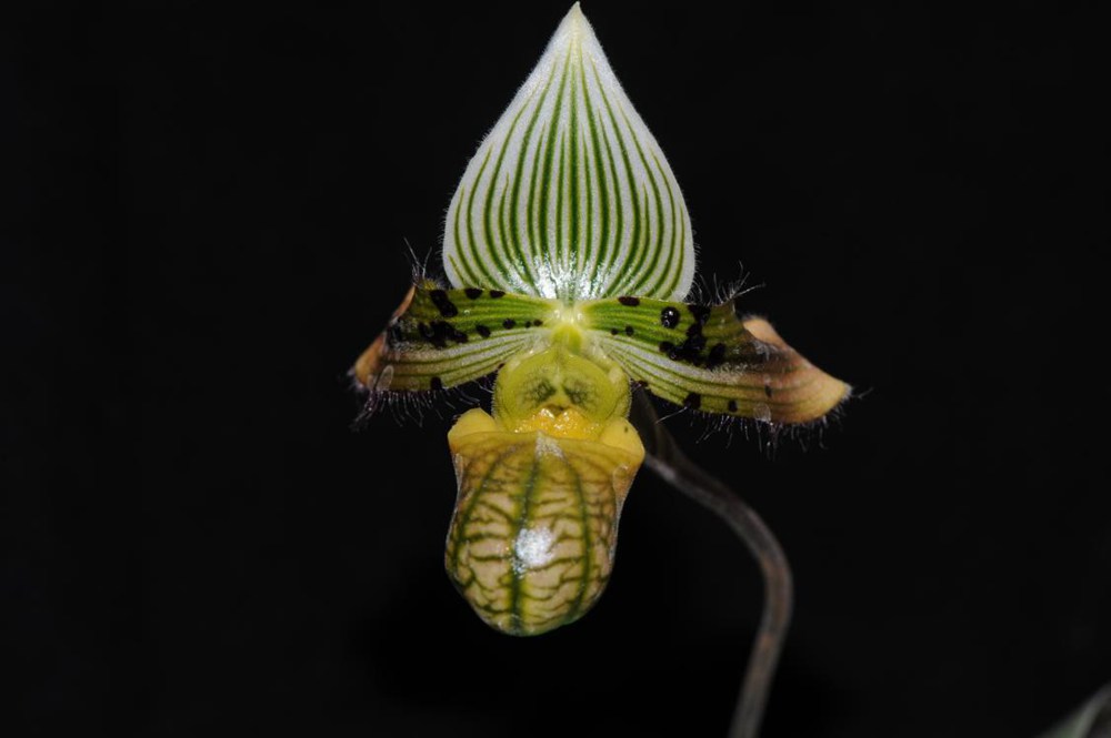 秀麗兜蘭。金效華攝