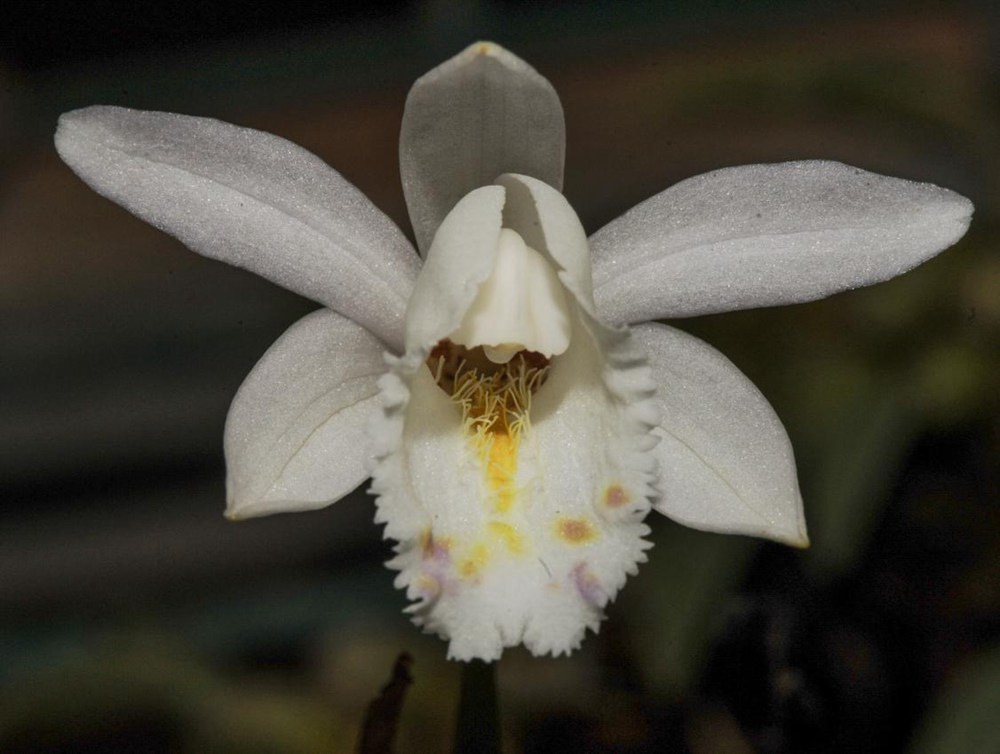 毛唇獨(dú)蒜蘭。 金效華攝