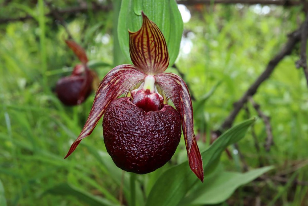 波密灼蘭。王翰臣攝