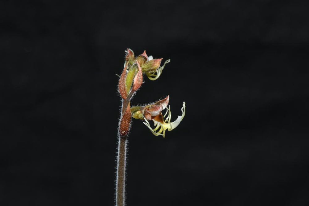 墨脫金線蘭。金效華攝