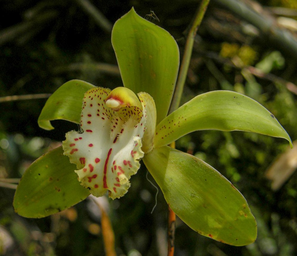 虎頭蘭。金效華攝