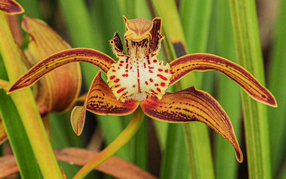 西藏虎頭蘭。李劍武攝