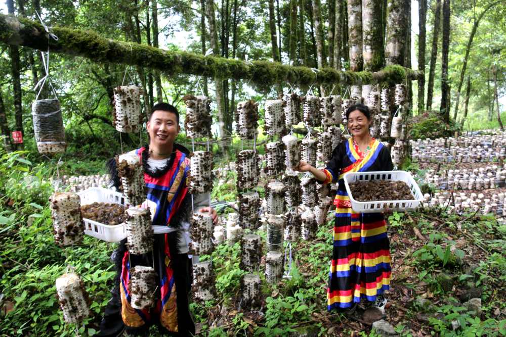 木耳豐收。次仁央宗攝