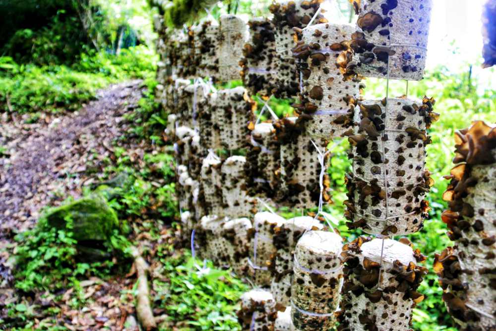 生長中的木耳。次仁央宗攝