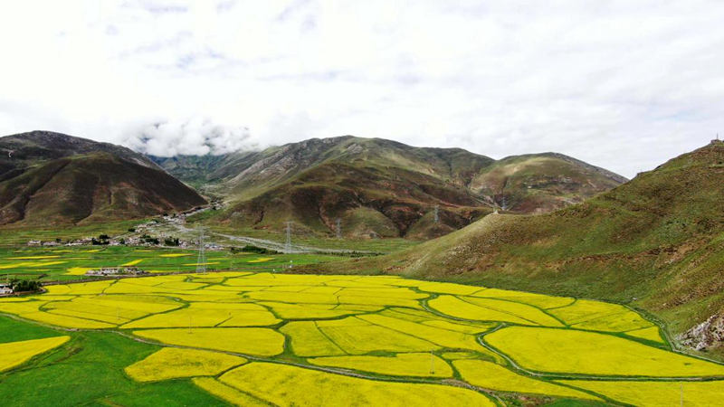 金燦燦的油菜花。洛克攝