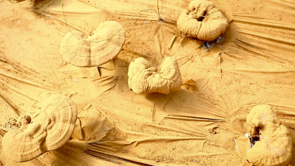 靈芝基地內(nèi)孢子粉布滿塑料膜。