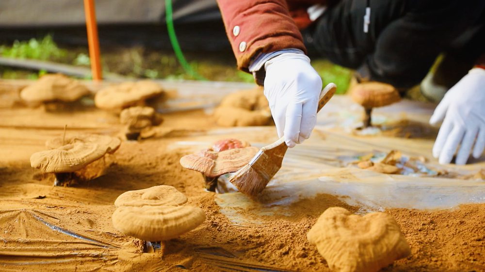 采收靈芝孢子粉。