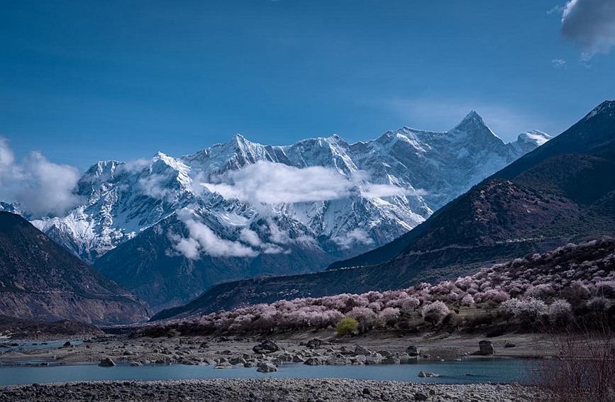 雪山下的桃花。張靜攝