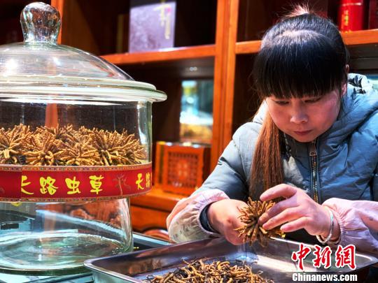 青海冬蟲夏草產(chǎn)量居全國之首潛在經(jīng)濟(jì)價值可觀
