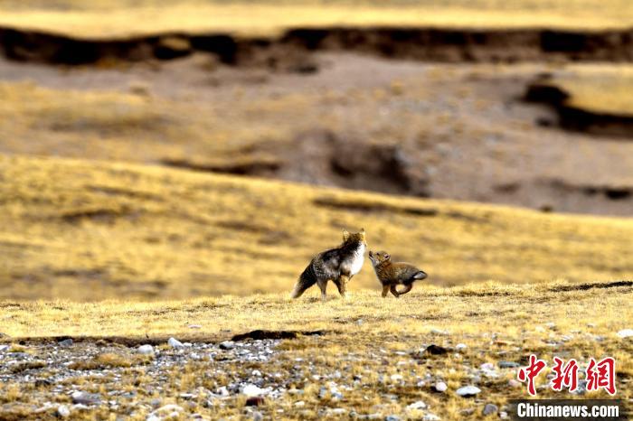 來自媽媽的愛！高原藏狐母子嬉戲畫面暖人心