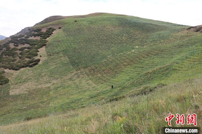 四川省阿壩州若爾蓋縣草原沙化治理后。若爾蓋縣林業(yè)和草原局供圖