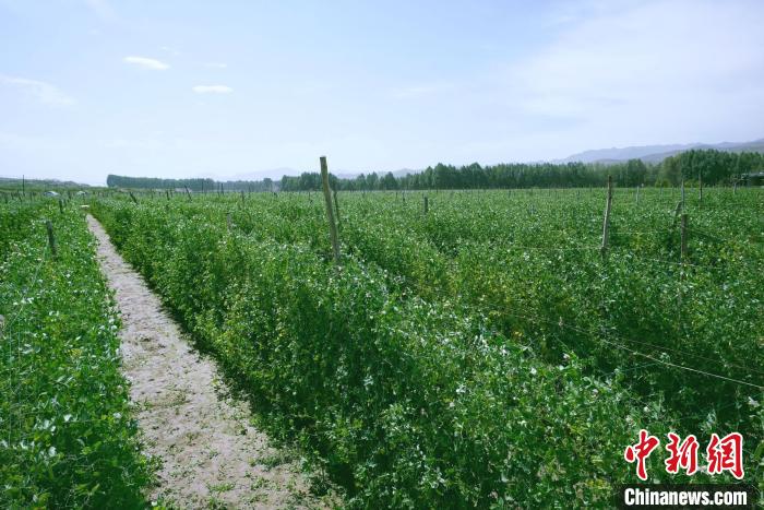天祝縣高原綠色(有機(jī))蔬菜基地種植的食用莢豆。　闕道華 攝