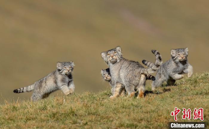 圖為李善元獲獎作品《當媽媽說跑步前進》?！±钌圃?攝