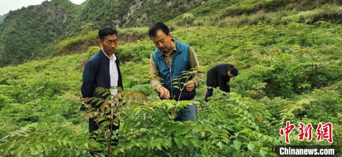 圖為張金利調(diào)研適合阿拉村種植的農(nóng)作物，經(jīng)過不斷改良技術(shù)后，產(chǎn)量大大提高。(資料圖)甘肅省水利廳供圖