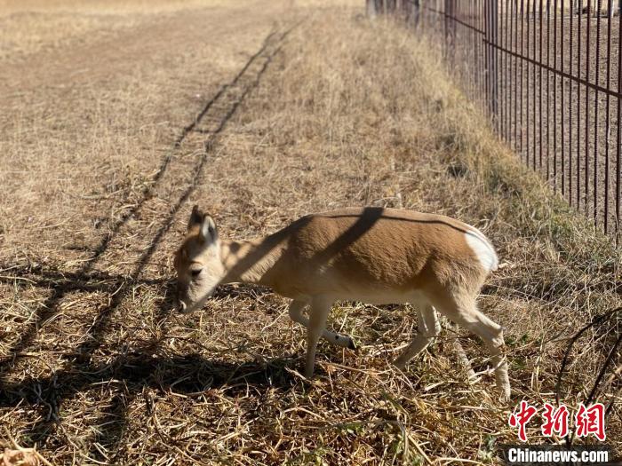 圖為普氏原羚?！±罱瓕?攝