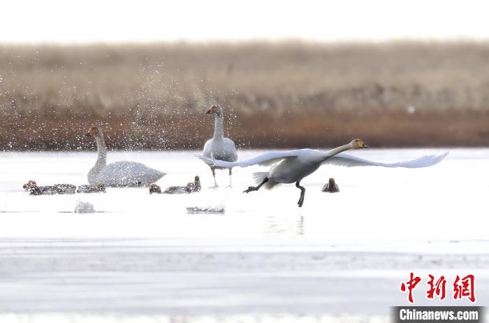 四川省阿壩州若爾蓋縣麥溪鄉(xiāng)的大天鵝?！“苍?攝