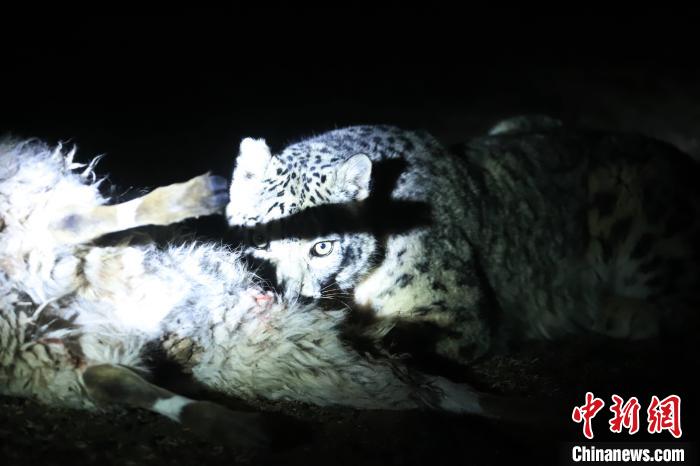 長(zhǎng)江源、瀾滄江源啟動(dòng)旗艦物種雪豹及棲息地保護(hù)項(xiàng)目