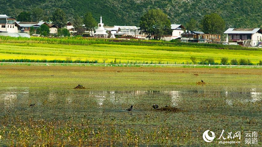 納帕海成為鳥類遷徙停留地。呂昊辰攝