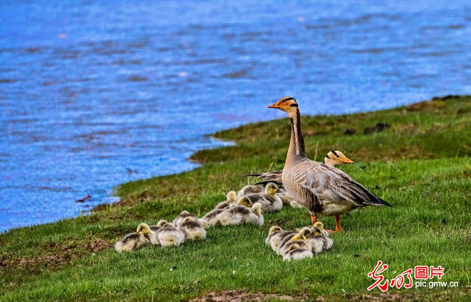 三江源國家公園正式設(shè)立，這是青海生態(tài)文明建設(shè)的新答卷