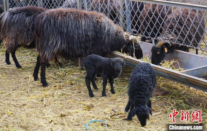 圖為黑藏羊及小羊羔正在吃草?！●R銘言 攝