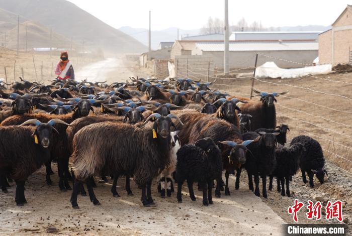 圖為牧民家的黑藏羊?！●R銘言 攝