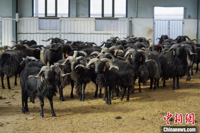 圖為黑藏羊。　馬銘言 攝