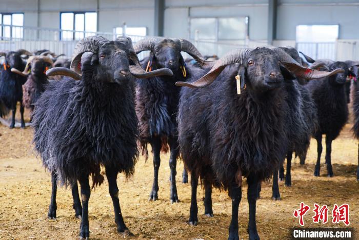 圖為黑藏羊?！●R銘言 攝