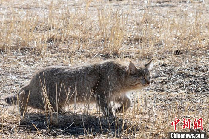 圖為拍攝到的荒漠貓。　孫春生 攝