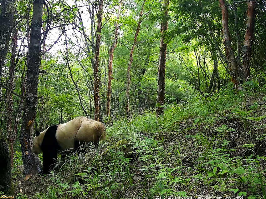 紅外相機(jī)拍攝到的野生大熊貓。平武縣融媒體中心供圖