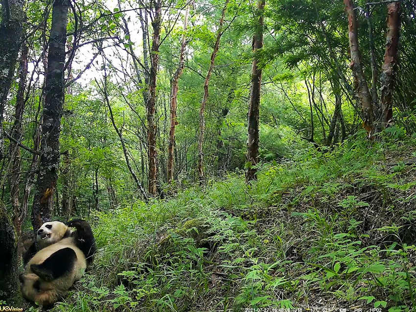 紅外相機(jī)拍攝到的野生大熊貓。平武縣融媒體中心供圖