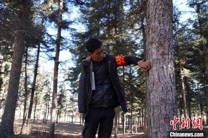 圖為桑杰加檢查林場樹木是否有病蟲害?！●R銘言 攝