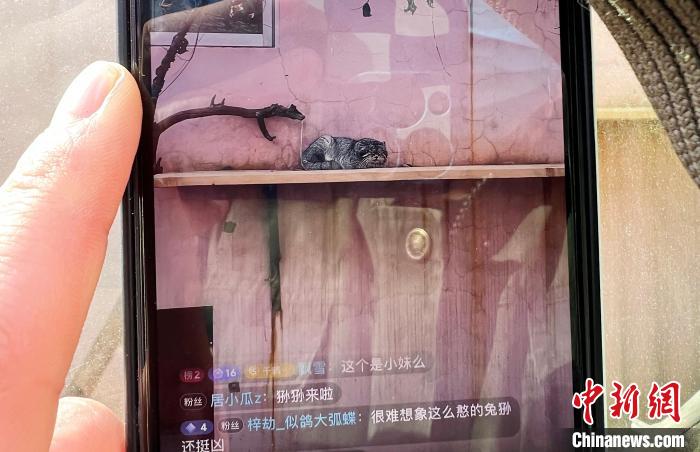 圖為雪豹“奶爸”史壽軍正在直播?！●R銘言 攝