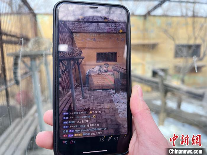 圖為雪豹“奶爸”史壽軍正在直播?！●R銘言 攝